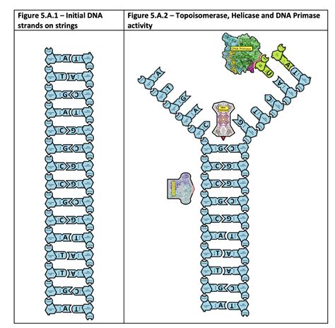 free online dna replication activity.